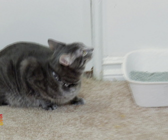 Replay Hell's cat : mon chat est un cauchemar - S5E7 - Miss Daisy harcelée