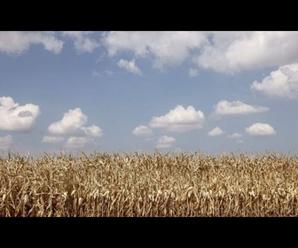 Replay France : le conseil constitutionnel censure la réintroduction du pesticide acétamipride