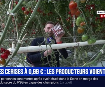 Replay BFM Première - Une concurrence déloyale : La riposte des producteurs français de tomates cerises
