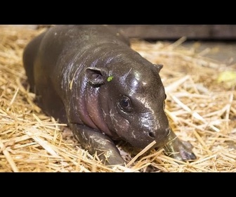 Replay No Comment : un zoo thaïlandais cherche à breveter l'image du bébé hippopotame pygmée Moo Deng