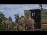 Replay No Comment : le Kenya déplace ses éléphants