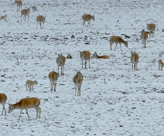 Replay Les animaux des hauts plateaux tibétains