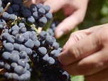 Replay Patagonie : les vignes du bout du monde - Des vignes et des hommes