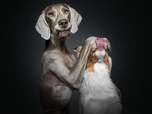 Replay Portraits de chiens - Le dessous des images