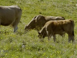 Replay Paysans du monde - Aubrac : Elevage