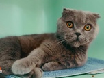 Replay Animaux à adopter - Viva, Mina et Filou les 3 yorks. Sun le chat miraculé