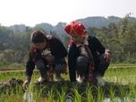 Replay Focus - Vietnam : face au dérèglement climatique, les Hmong en première ligne