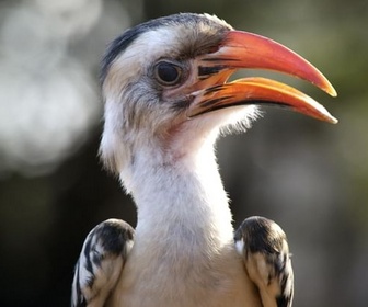 Replay Le temps des sécheresses - Une oasis sauvage au Kenya