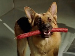 Replay Rex, chien flic - Le faux coupable
