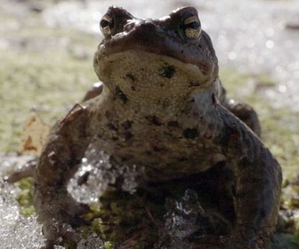 Replay Estonie, au secours des grenouilles - 360° Reportage