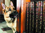 Replay Rex, chien flic - 20/08/2026