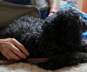 Replay Chiens et chats sans collier - Espoirs et retours inattendus