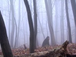 Replay Robin des bois - S3 E10 - Faux frère