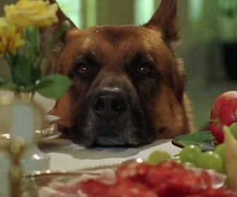 Replay Rex, chien flic - Le complot