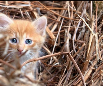 Replay La vie secrète des chats - S2E2 - Entre chats