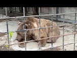 Replay Deux ours survivent à un incendie meurtrier en Crimée