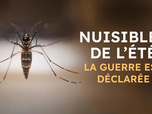 Replay Nuisibles de l'été, la guerre est déclarée