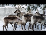 Replay Les rennes ont impact positif sur le changement climatique