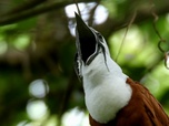 Replay La forêt tropicale sèche du Costa Rica