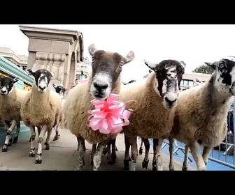 Replay Des moutons envahissent le pont de Southwark à Londres pour une transhumance caritative annuelle