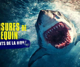 Replay Morsures de requin : les dents de la mort