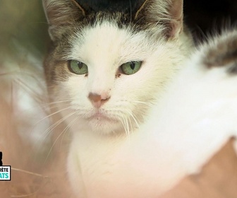 Replay La vie secrete des chats - S1E3 - La langue du chat