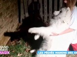 Replay Le grand bêtisier des animaux - Émission 2