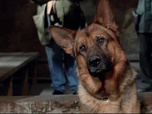 Replay Rex, chien flic - Etrange voisinage