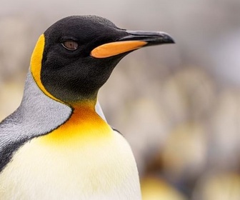 Replay Les ailes du courage - Le peuple des tempêtes