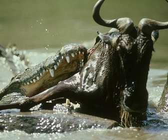 Replay Le crocodile - Prédateurs et proies, un équilibre fragile