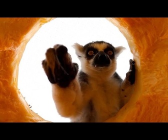 Replay No Comment. Halloween au Zoo, les animaux ont aussi droit à des citrouilles !