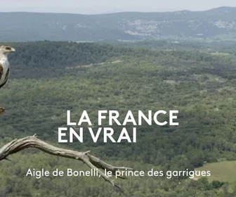 Replay Aigle de Bonelli, le prince des garrigues