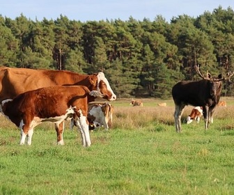 Replay Le retour de l'élan, ce géant des forêts - ARTE Regards