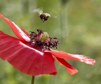 Replay Rosenfeld, un paradis pour les abeilles - Les maîtres des abeilles