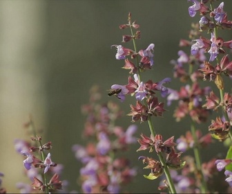 Replay Élément Terre - La Slovénie ne tue plus ses abeilles en se passant des neonicotinoïdes