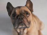 Replay Chiens et chats sans collier - Seconde chance