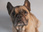 Replay Chiens et chats sans collier