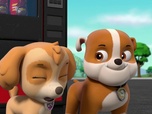 Replay Paw Patrol, la Pat'Patrouille - Mission camion : La Grande Vallée en danger