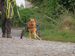 Replay Chiens et chats sans collier - Quatre pattes vers une famille
