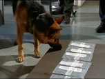 Replay Rex, chien flic - Le parfum de la mort