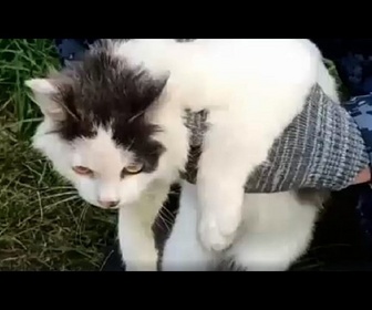 Replay Russie : un chat convoyeur de drogue interpellé à Nijni Novgorod