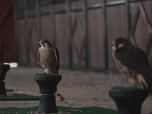 Replay Focus - Écosse : haro sur les voleurs de faucons, oiseaux au cœur d'un trafic lucratif