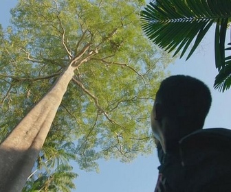 Replay Indonésie : sauver la forêt de Sumatra