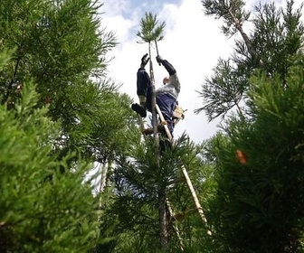 Replay ARTE Journal - Le Daisugi, entre sylviculture ancestrale et philosophie