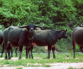Replay Le buffle à la conquête des terres humides - Meuh! L'épopée des cornes (3/4)