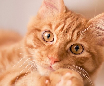 Replay La vie secrète des chats - S2E8 - Au coeur de l'expérience