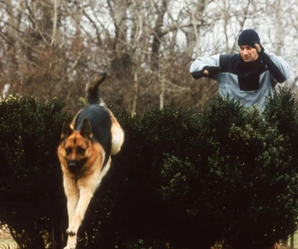Replay Rex, chien flic - 05/08/2026