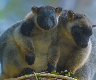 Replay Australie - Des kangourous dans les arbres