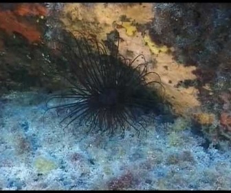 Replay Histoires d'îles - Corse passion