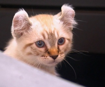 Replay La vie secrète des chats - S1E1 - Quand le chat n'est pas là... où va-t-il ?